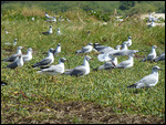 Grey-headed gulls