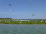 Nesting Grey-headed gulls and Caspian terns