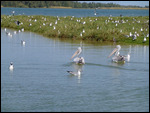Pelicans and gulls