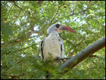 Red-billed hornbill on the Zebrabar grounds