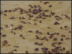 Scores of crabs on the beach