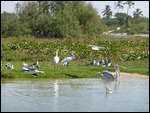 Spoonbills, pelican and gulls