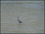 Western Reef-heron