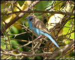 Red-cheeked Cordon-bleu