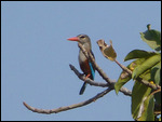 Grey-headed Kingfisher
