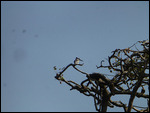 Pied Kingfisher