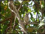 Senegal Coucal
