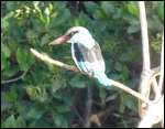 Woodland Kingfisher