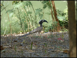 African Grey Hornbill