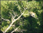 Baboon ready to jump and woodland kingfisher