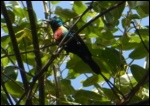 Beautiful Sunbird