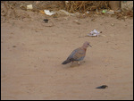 Laughing Dove