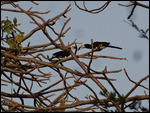 Pied Hornbill