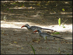 Red-billed Hornbill