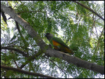 Senegal Parrot
