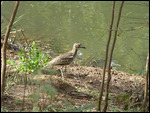 Senegal Thick-knee