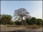 The mighty Boabab tree