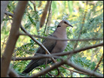 Vinaceous Dove