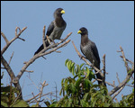 Western Grey Plantain-eater