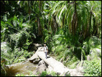 Trail to Boiling Pot under the bridge