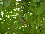 Male Paradise Flycatcher, Vic Falls Backpackers
