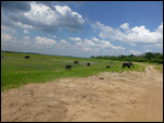 Elephant herd