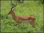Impala