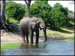 African Elephant