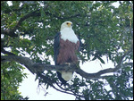 African Fish Eagle