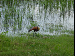 African Jacana
