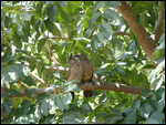 Arrow-marked Babbler