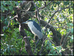 Black-crowned Night Heron