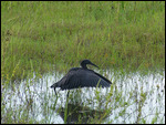 Black Heron displaying umbrella pose