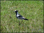 Blacksmith Plover