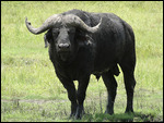 Buffalo