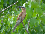 Carmine Bee-eater