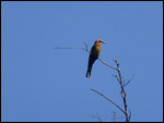 Carmine Bee-eater