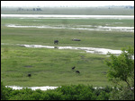 Chobe National Park panorama