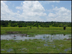 Chobe panorama - elephants and hippos
