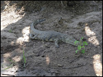 Crocodile on the banks of the Zambezi
