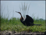 African Darter