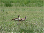 Egyptian Geese