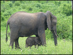 Elephant and cub