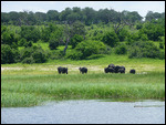Elephant herd