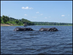 Elephants swimming across the Zambezi