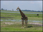 Giraffe alongside stream