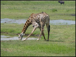 Giraffe drinking water
