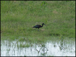 Glossy Ibis