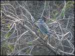 Green-backed Heron