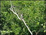 Grey-headed Kingfisher
